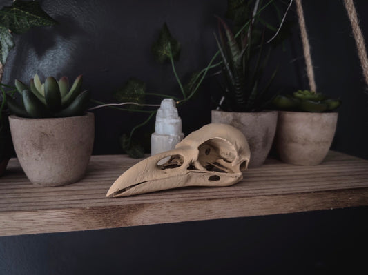Crow skull
