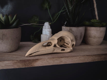 Crow skull